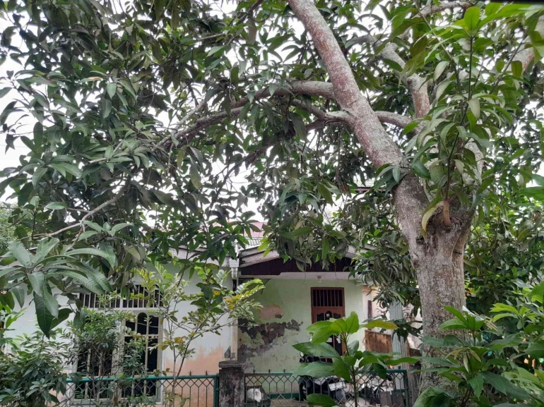Pohon mangga (dokpri)