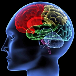Sumber gambar:  Do We Really Use Only 10 Percent of Our Brain? | Britannica 