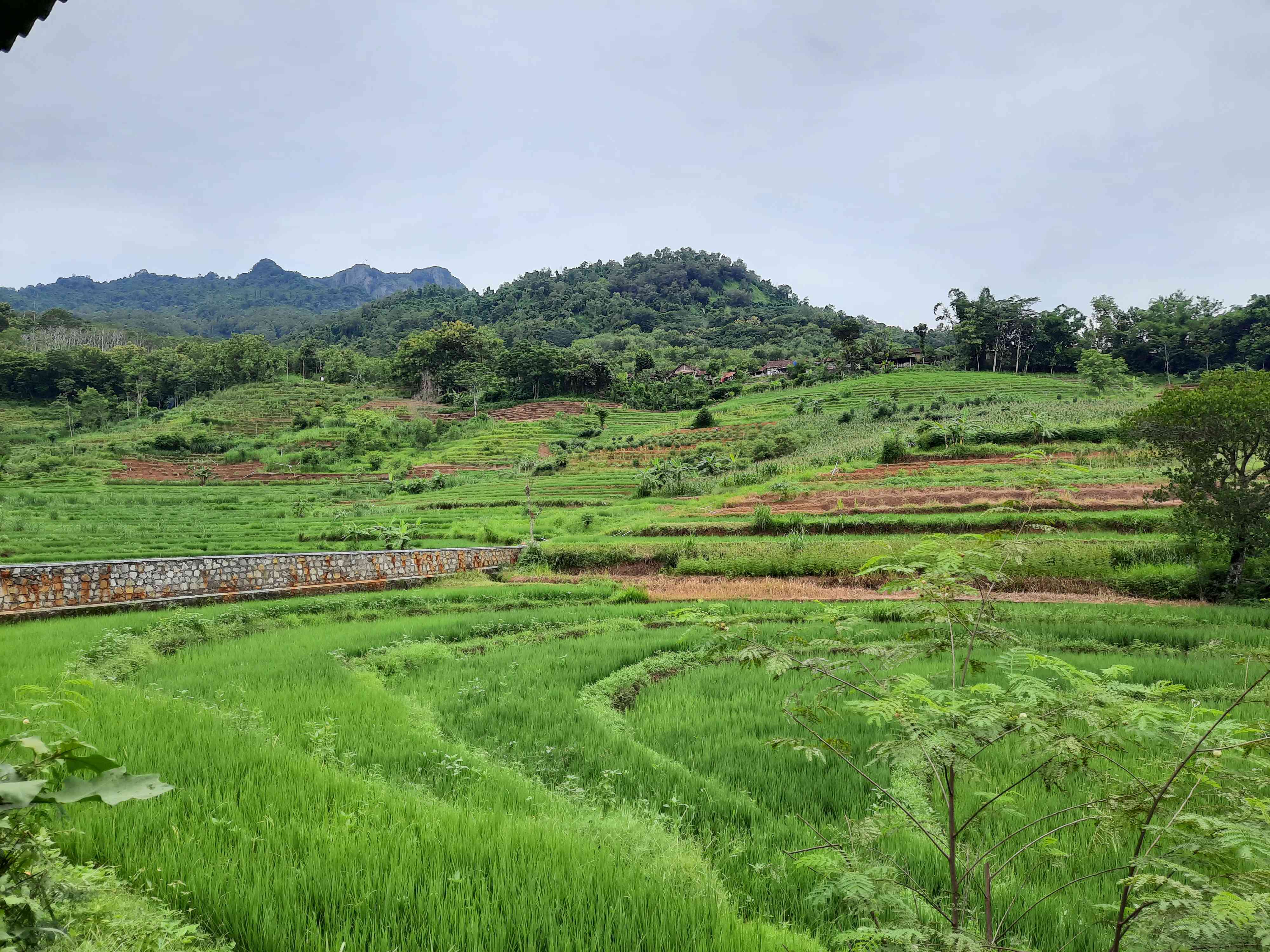 Persawahan di Pare Selogiri/Dokpri