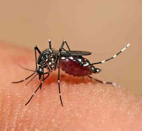 Ilustrasi gambar, sumber: https://bogorkab.go.id/post/detail/demam-berdarah-dengue