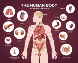 Organ dalam manusia | freepik.com