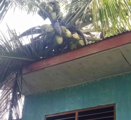 Pohon kelapa tumbang menimpa satu unit gedung sekolah Sumber: WAG Dinas P&K Kab.Kupang