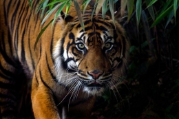 Ilustrasi Harimau Sumatera. Sumber: Shutterstock/tom117 via KOMPAS.com