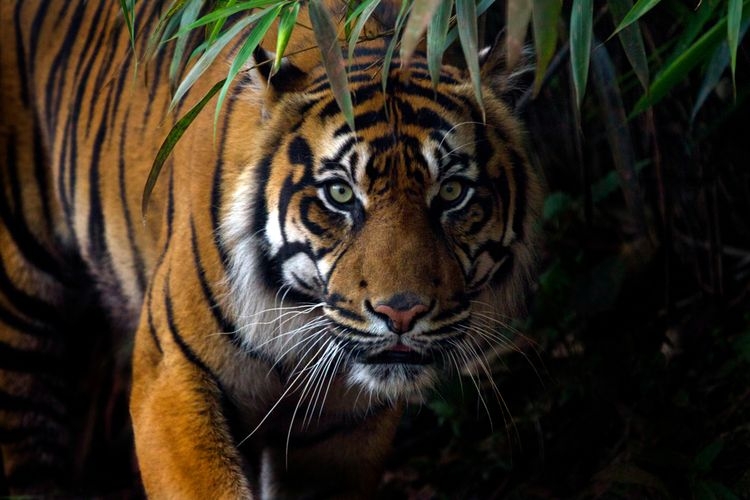 Ilustrasi Harimau Sumatera. Sumber: Shutterstock/tom117 via KOMPAS.com