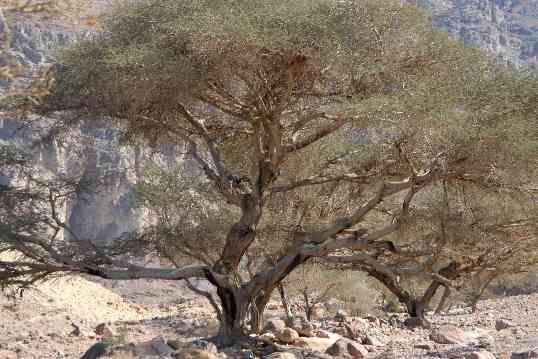 The Acacia Tree, The Sacred Vine & The Midianites (acacialand.com) 