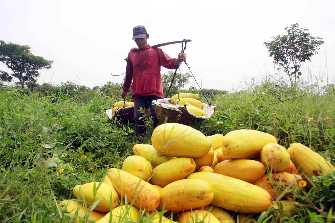 Petani timun suri untuk Ramadhan (jawapos.com)