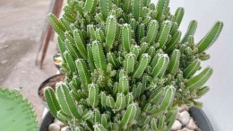 tanaman acanthocereus tetragonus, sumber: dokpri 