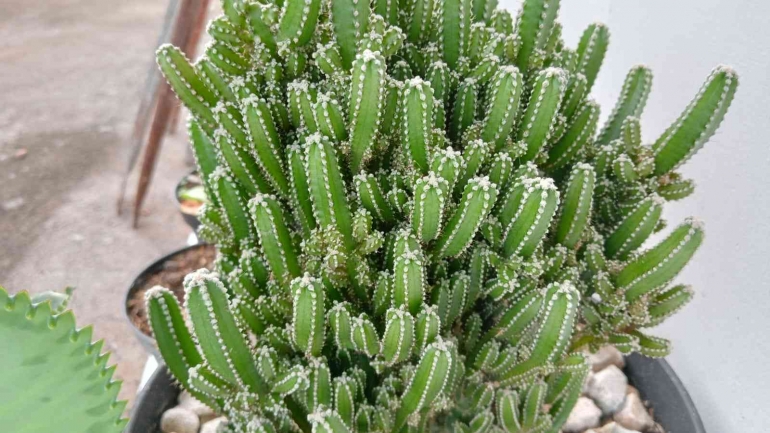 tanaman acanthocereus tetragonus, sumber: dokpri 