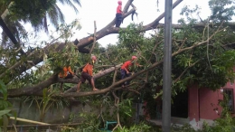 Pohon tumbang yang menimpa rumah warga di Lotim. (Sumber: Inside Lombok/Deni)