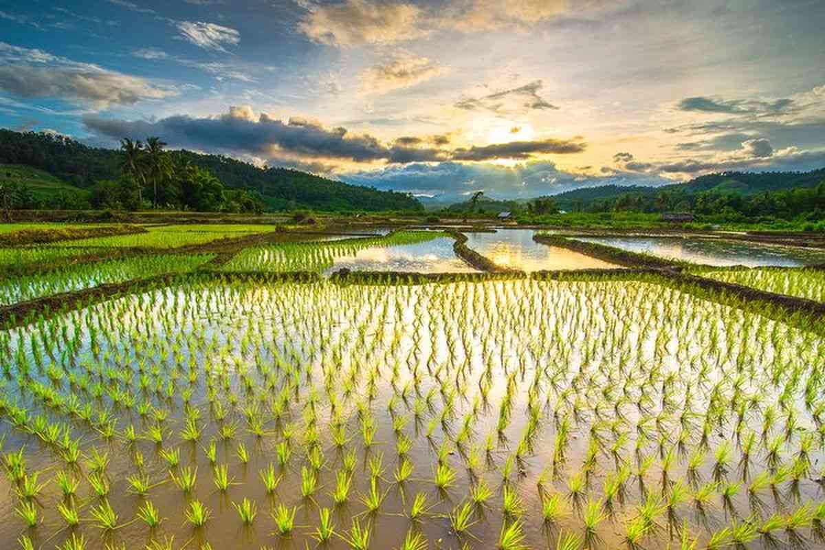 Di Tepi Sawah Menjadi Tempat Favorit untuk Ngabuburit - Sumber : kompas.com