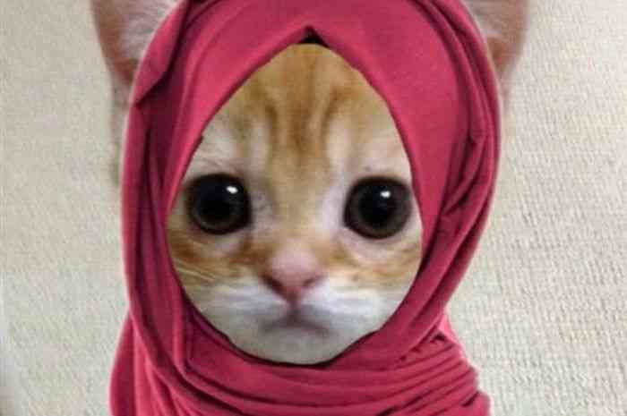 Ilustrasi PP kucing Ramadhan perempuan berhijab. 