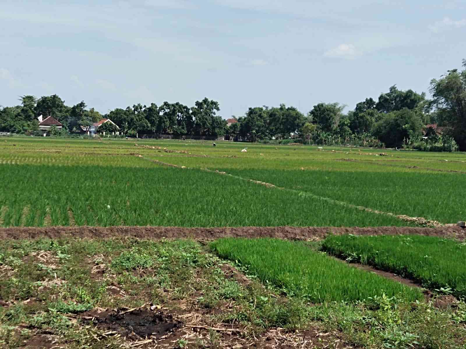 Sawah menjadi salah satu lokasi ngabuburit favorit. (sumber gambar: dokpri)