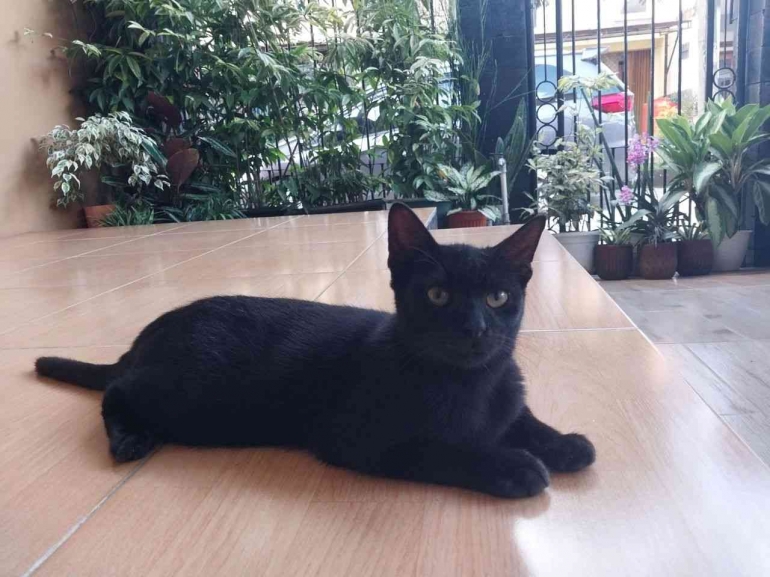 Teungteung, kucing hitam yang dibutuhkan dan dirindukan | Foto: Dokumentasi pribadi
