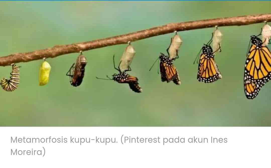 metamorfosis kupu-kupu (pinterest pada akun ines moreira)