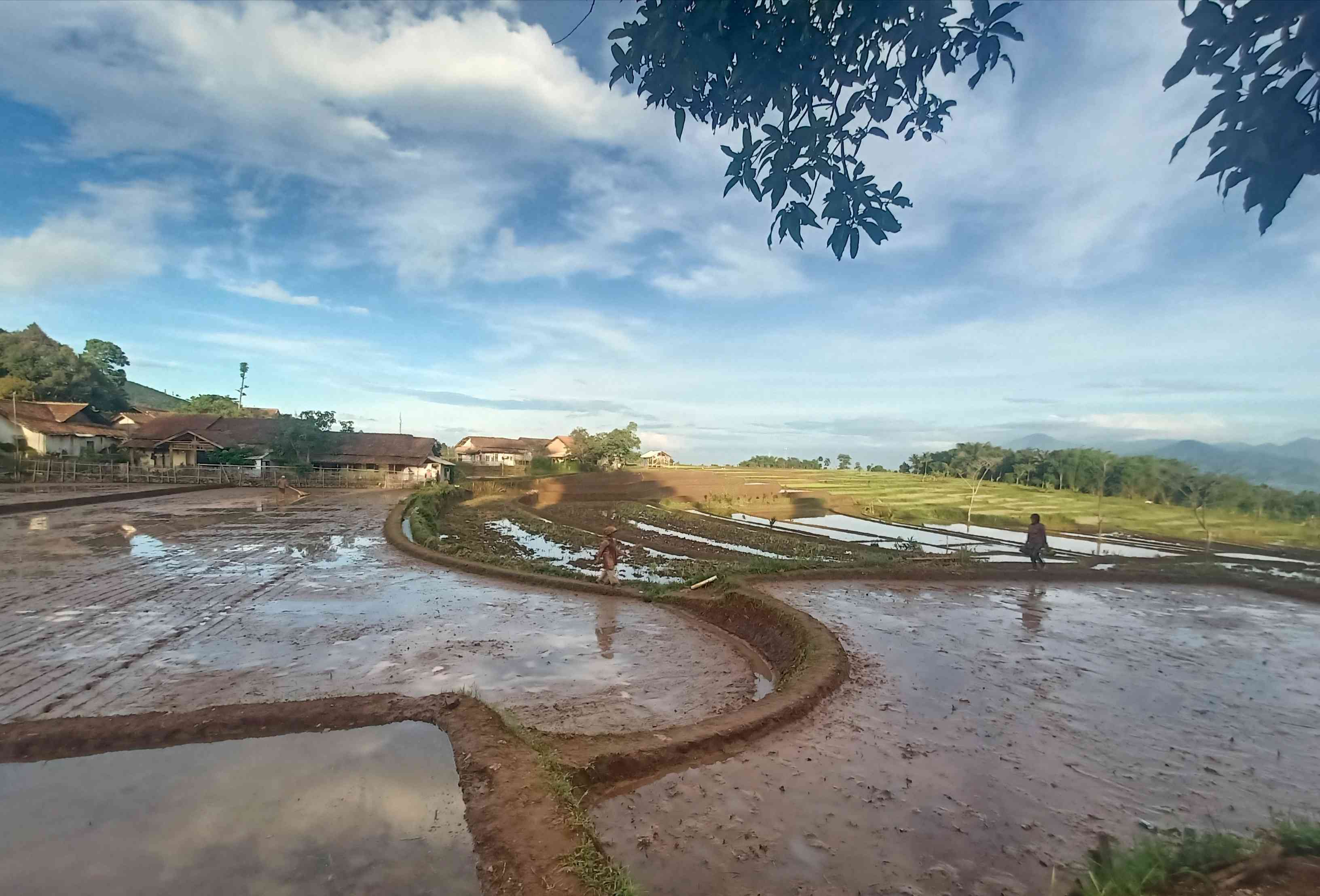 Sawah tempat ngabedug Bu Ade (Foto: Dokpri)