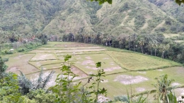 Kumpulan persawahan tadah hujan di kampung Sa'dan, Lembang Makkodo, Simbuang. Sumber: dokumentasi pribadi.