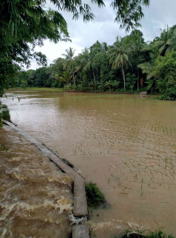 Sawah terendam banjir akibat hujan deras di Desa Pasirtangkil, Lebak 16.03.2024 / Dokumentasi Pribadi