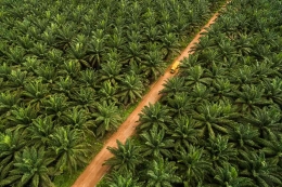  Perkebunan kelapa sawit terbesar di Indonesia terdapat di Pulau Sumatera dan Kalimantan. (Sinar Mas Agribusiness and Food)/money.kompas.com