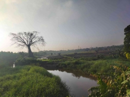 Salah satu daerah persawahan yang ada di Perawang lengkap dengan suatu sungai kecil | Dok Pribadi
