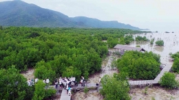 Tracking Mangrove di Pulau Kemujan, ,Jepara,Jateng. (KOMPAS/ADITYA PUTRA PERDANA)