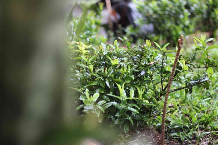 Input sumber gambar dokpri