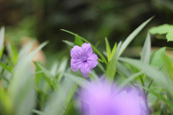 Input sumber gambar dokpri