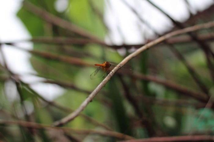 Input sumber gambar dokpri