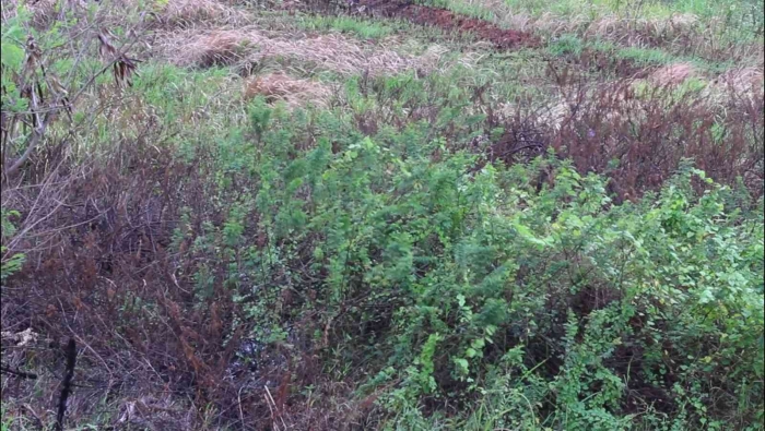 Input sumber gambar dokumen pribadi