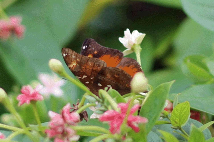 Input sumber gambar dokpri