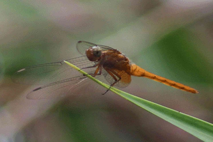 Input sumber gambar dokpri