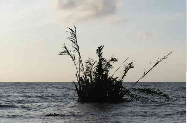 Rembulung mengapung di pesisir pantai jepara Input sumber gambar:fadami.indozone.id/