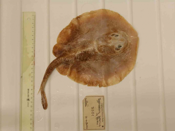 Ikan Pari Jawa yang baru saja ditetapkan punah. Sumber: Edda Aßel, Museum für Naturkunde Berlin 