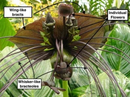 Sumber gambar: https://blogs.reading.ac.uk/tropical-biodiversity/2014/11/tacca-chantrieri/