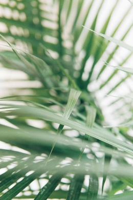 https://unsplash.com/photos/closeup-photography-of-green-palm-leaves-bmM_IdLd1SAInput sumber gambar
