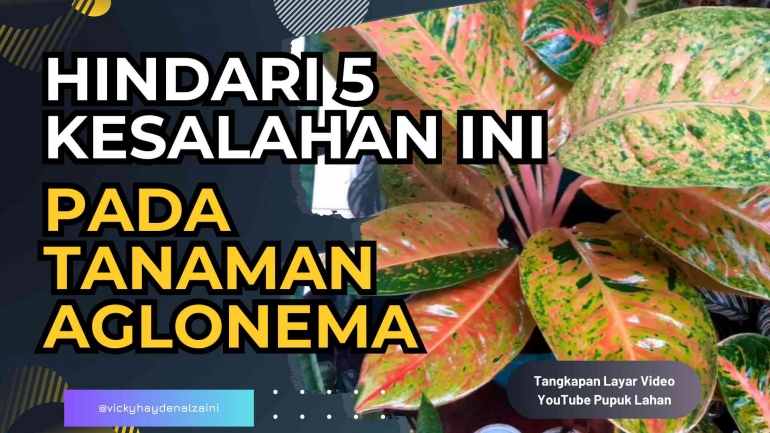 Tanaman Aglonema/Tangkapan Layar Video YouTube Pupuk Lahan (Edited By Vicky Hayden Alzaini)