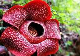 https://thefunbank.blogspot.com/2018/01/rafflesia-arnoldii-flowwer-photos.html