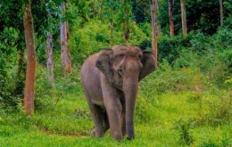 Sumber: https://mediatani.co