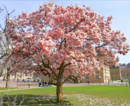 Pohon Magnolia di Alun-alun Kota Stuttgart pada awal musim semi, 20 Maret 2024 (dokumen pribadi)
