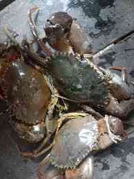 Ketam Nipah.