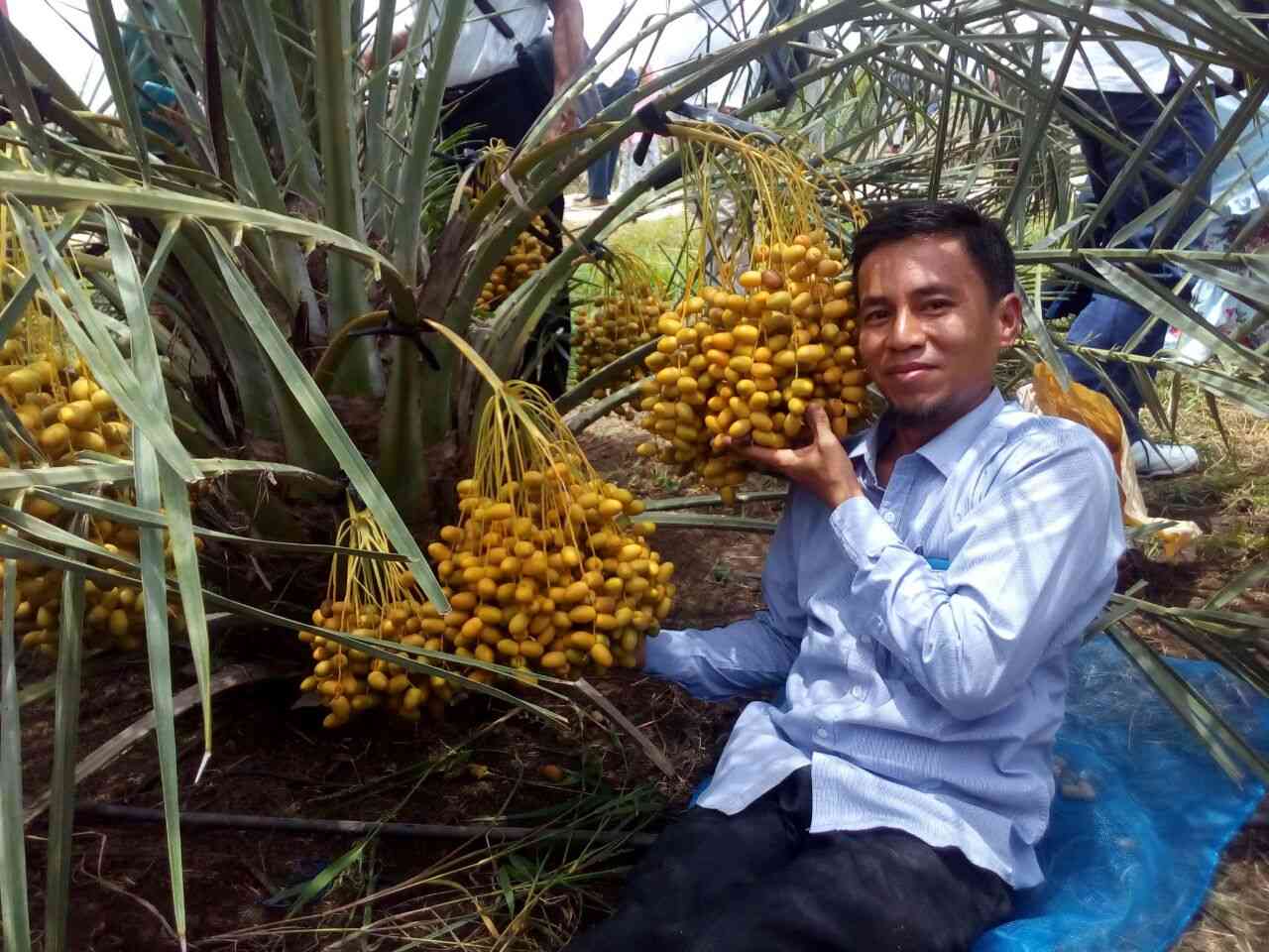 Inilah buah kurma yang masih bergelantungan pada pohonnya (dok foto: wajibbaca.com)