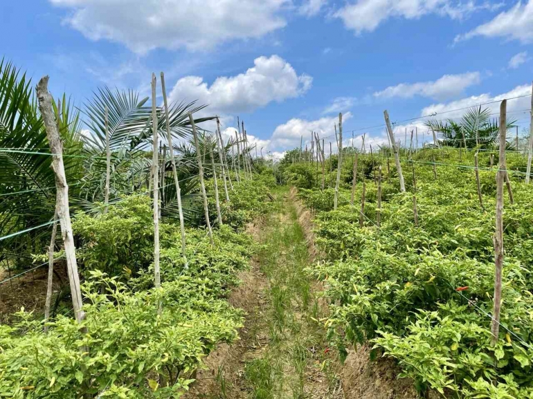 Jalur area lahan yang menerapkan metode pertanian regeneratif di Desa Merarai Satu, Kabupaten Sintang