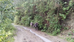 Kawanan kerbau liar pertama di jalur menuju Simbuang. Sumber: dok. pribadi