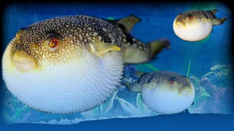 Ikan buntal, terkenal dengan racun tetrodotoksin yang mematikan (dok foto: beritadi.com)