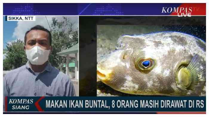 Banyak kasus orang meninggal dunia akibat konsumsi ikan buntal (dok foto: trinbunnews.com)