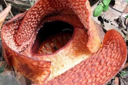 sumber:https://jabar.idntimes.com/news/jabar/azzis-zilkhairil/rafflesia-arnoldii-rbr-tumbuh-mekar-di-kebun-raya-bogor