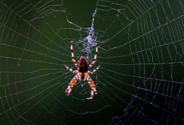 sumber gambar: https://www.independent.co.uk/life-style/health-and-families/features/arachnophobia-a-web-of-fear-1798163.html