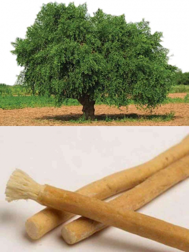 Pohon Siwak, akarnya dapat dimanfaatkan untuk menggosok gigi dan merawat mulut (dok foto: beritasumbar.com)