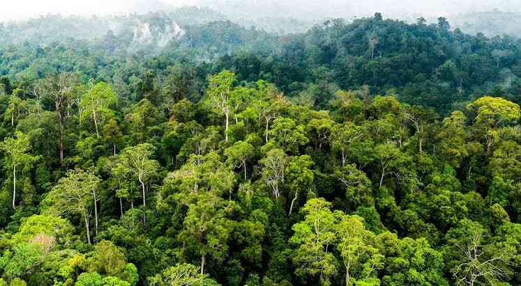 Input sumber gahttps://mamikos.com/info/contoh-hutan-konservasi-di-indonesia-pljr/mbar