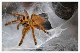 sumber gambar: https://www.tranceformpsychology.com/phobias/arachnophobia.html