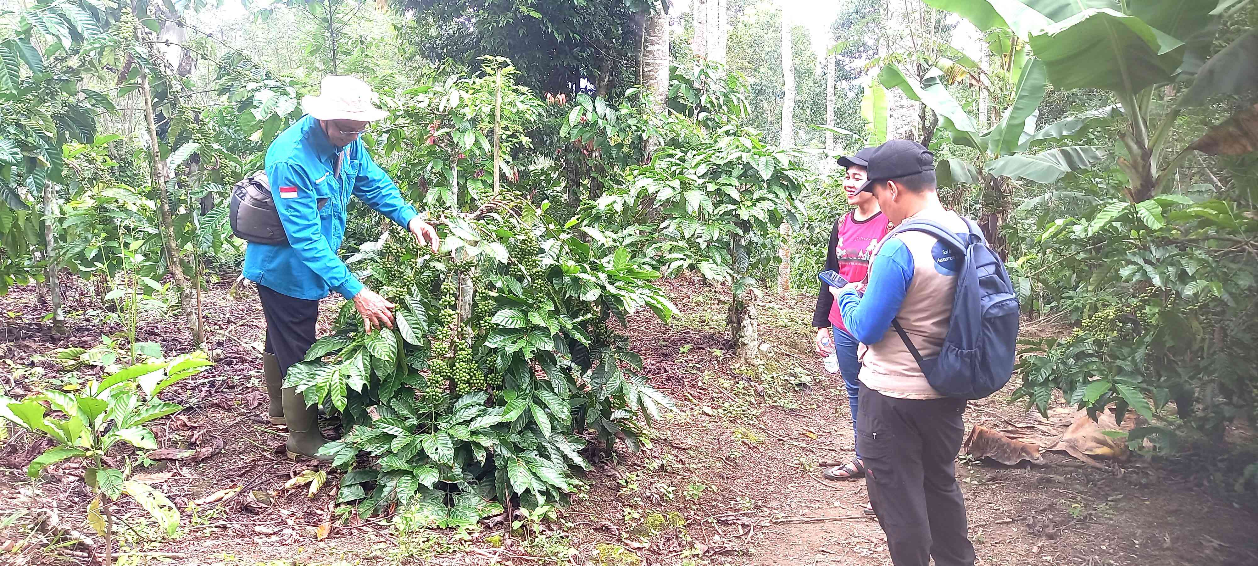 Kebun kopi milik petani buahnya masih hijau (dokumentasi Rasna)